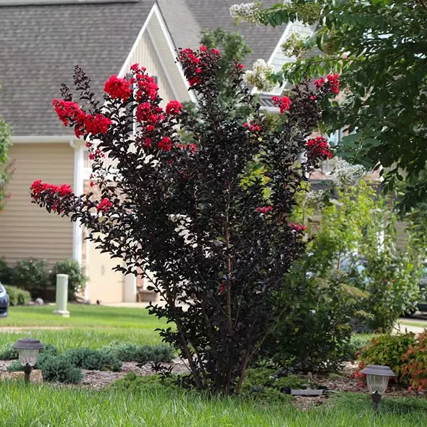 Brighter Blooms Flowering Trees Black Diamond® Radiant Red Crape Myrtle 1 Brighter Blooms Flowering Trees Black Diamond® Radiant Red Crape Myrtle