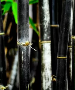 Brighter Blooms Arborvitae Trees Black Bamboo Plant 8 Brighter Blooms Arborvitae Trees Black Bamboo Plant
