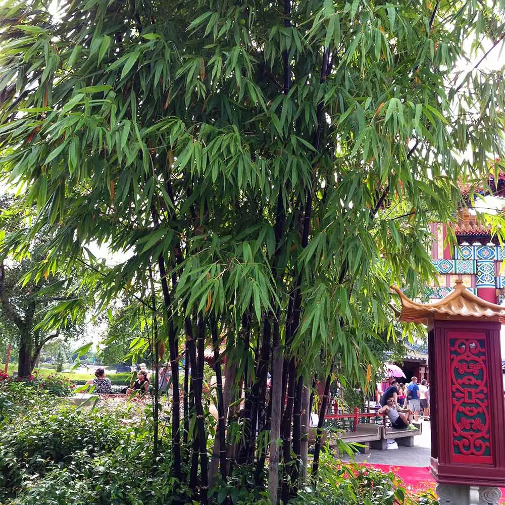 Brighter Blooms Arborvitae Trees Black Bamboo Plant 3 Brighter Blooms Arborvitae Trees Black Bamboo Plant