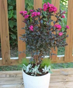 Brighter Blooms Black Diamond® Mystic Magenta™ Crape Myrtle Tree Flowering Trees 5 Brighter Blooms Black Diamond® Mystic Magenta™ Crape Myrtle Tree Flowering Trees