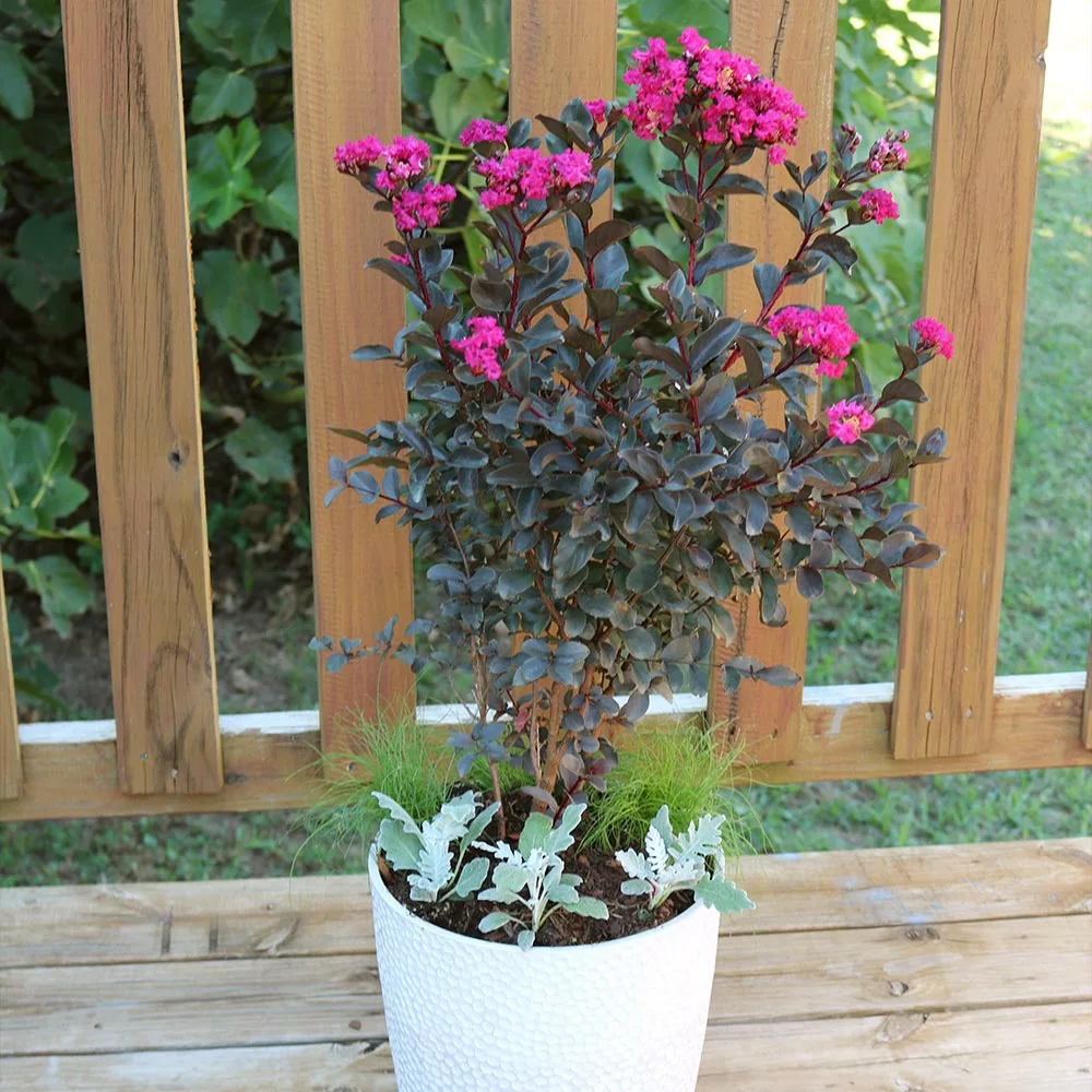 Brighter Blooms Black Diamond® Mystic Magenta™ Crape Myrtle Tree Flowering Trees 3 Brighter Blooms Black Diamond® Mystic Magenta™ Crape Myrtle Tree Flowering Trees