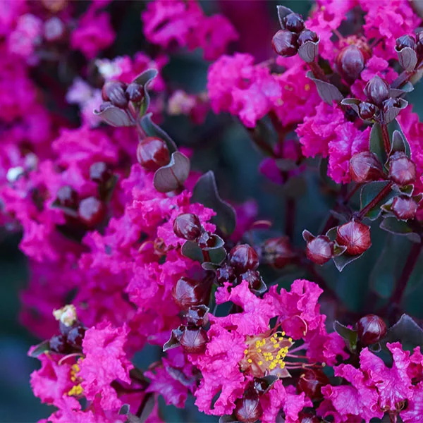 Brighter Blooms Black Diamond® Mystic Magenta™ Crape Myrtle Tree Flowering Trees 1 Brighter Blooms Black Diamond® Mystic Magenta™ Crape Myrtle Tree Flowering Trees