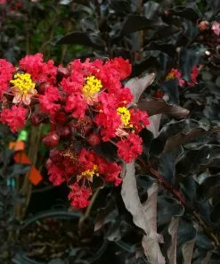 Brighter Blooms Black Diamond® Best Red™ Crape Myrtle Tree 9 Brighter Blooms Black Diamond® Best Red™ Crape Myrtle Tree