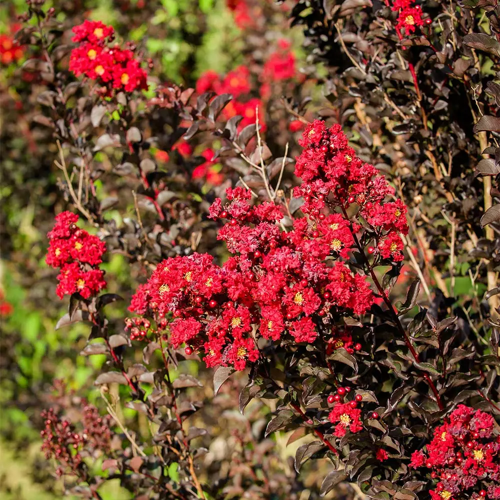 Brighter Blooms Black Diamond® Best Red™ Crape Myrtle Tree 6 Brighter Blooms Black Diamond® Best Red™ Crape Myrtle Tree