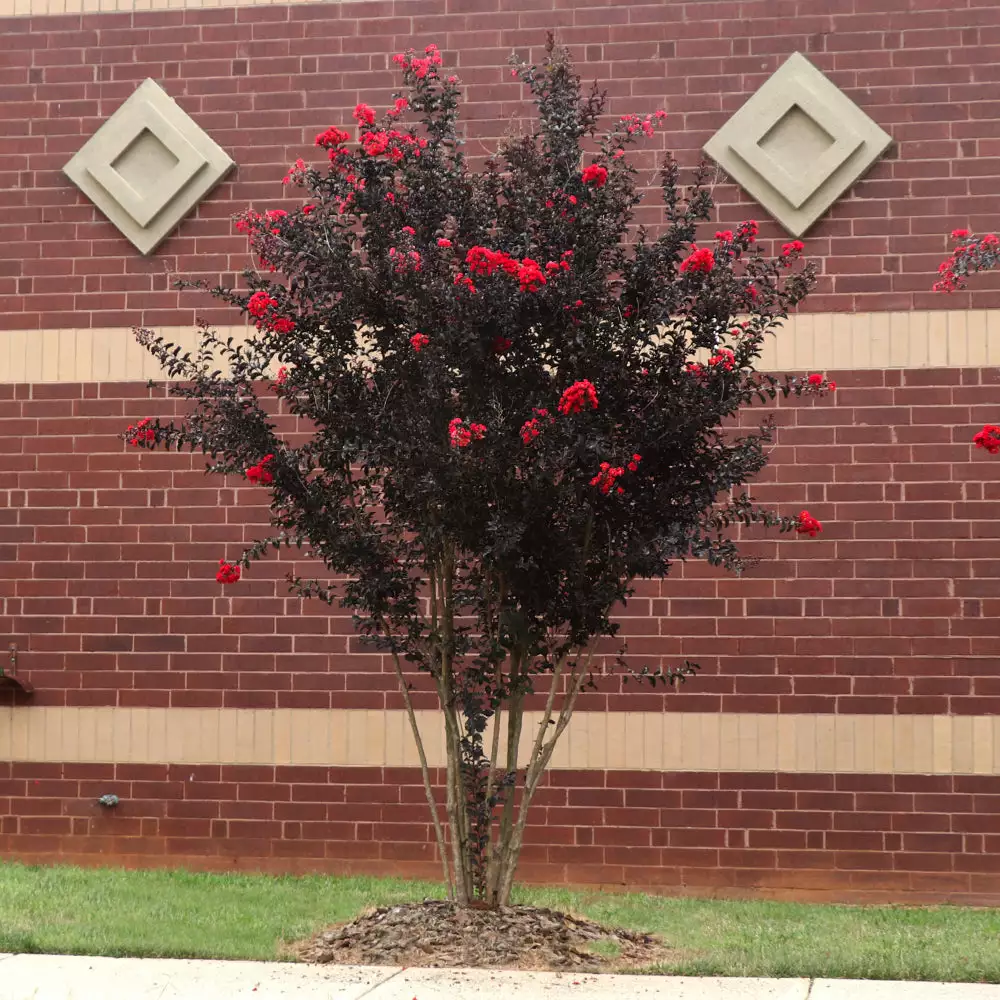 Brighter Blooms Black Diamond® Best Red™ Crape Myrtle Tree 2 Brighter Blooms Black Diamond® Best Red™ Crape Myrtle Tree