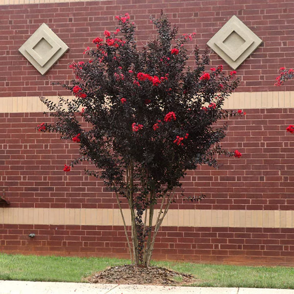 Brighter Blooms Black Diamond® Best Red™ Crape Myrtle Tree 1 Brighter Blooms Black Diamond® Best Red™ Crape Myrtle Tree