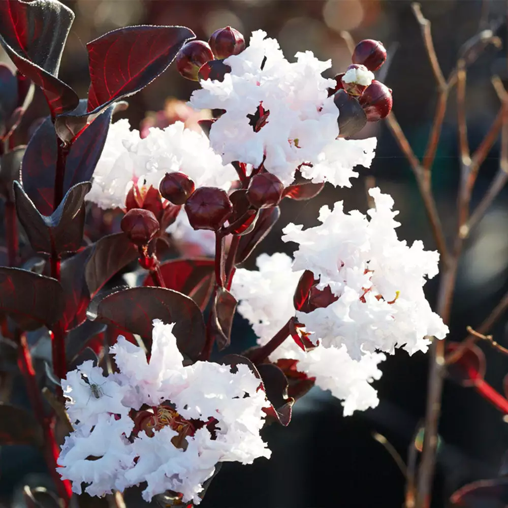 Brighter Blooms Black Diamond® Pure White Crape Myrtle Tree 2 Brighter Blooms Black Diamond® Pure White Crape Myrtle Tree