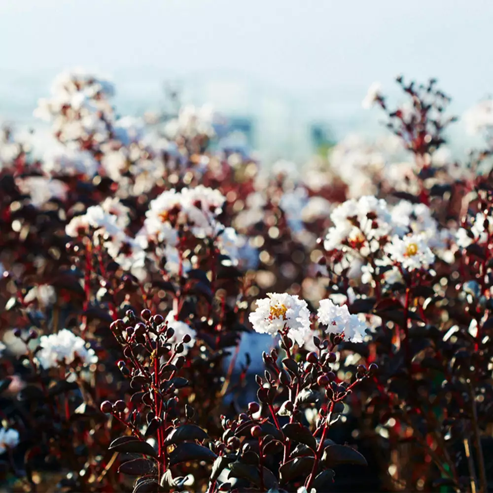 Brighter Blooms Black Diamond® Pure White Crape Myrtle Tree 3 Brighter Blooms Black Diamond® Pure White Crape Myrtle Tree