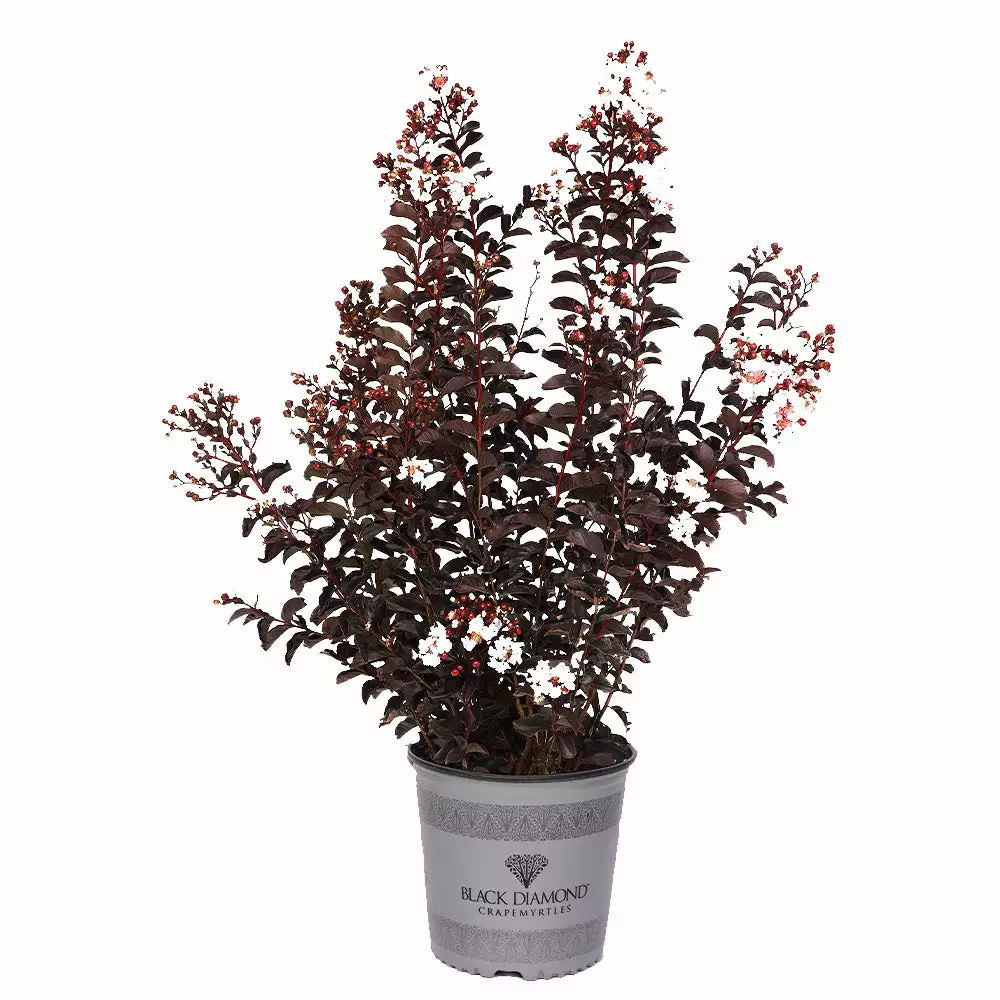 Brighter Blooms Black Diamond® Pure White Crape Myrtle Tree 4 Brighter Blooms Black Diamond® Pure White Crape Myrtle Tree
