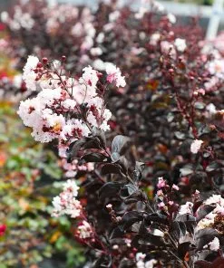 Brighter Blooms Black Diamond® Pure White Crape Myrtle Tree 9 Brighter Blooms Black Diamond® Pure White Crape Myrtle Tree