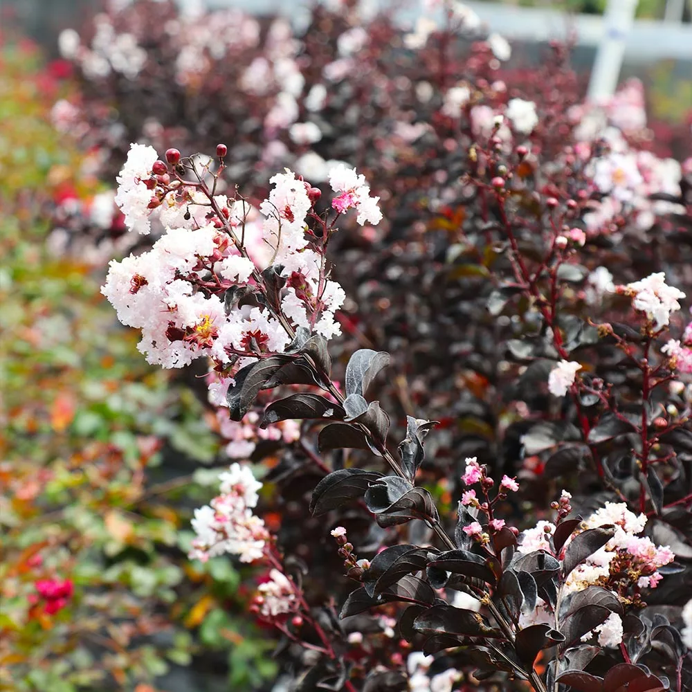 Brighter Blooms Black Diamond® Pure White Crape Myrtle Tree 5 Brighter Blooms Black Diamond® Pure White Crape Myrtle Tree