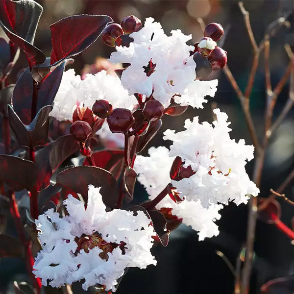 Brighter Blooms Black Diamond® Pure White Crape Myrtle Tree 1 Brighter Blooms Black Diamond® Pure White Crape Myrtle Tree
