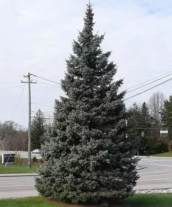 Brighter Blooms Evergreen & Privacy Black Hills Spruce Tree 9 Brighter Blooms Evergreen & Privacy Black Hills Spruce Tree