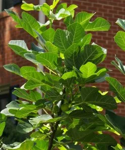 Brighter Blooms Black Mission Fig Tree 7 Brighter Blooms Black Mission Fig Tree