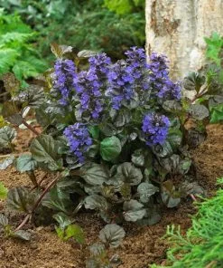 Brighter Blooms Black Scallop Ajuga Plant
