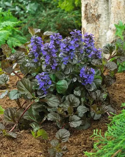 Brighter Blooms Black Scallop Ajuga Plant 2 Brighter Blooms Black Scallop Ajuga Plant