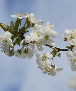 Brighter Blooms Dwarf Black Tartarian Cherry Tree Fruit Trees 7 Brighter Blooms Dwarf Black Tartarian Cherry Tree Fruit Trees