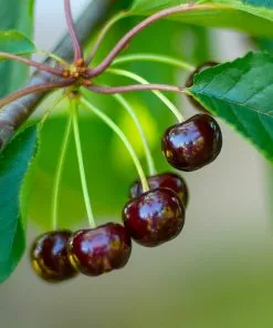 Brighter Blooms Dwarf Black Tartarian Cherry Tree Fruit Trees 6 Brighter Blooms Dwarf Black Tartarian Cherry Tree Fruit Trees
