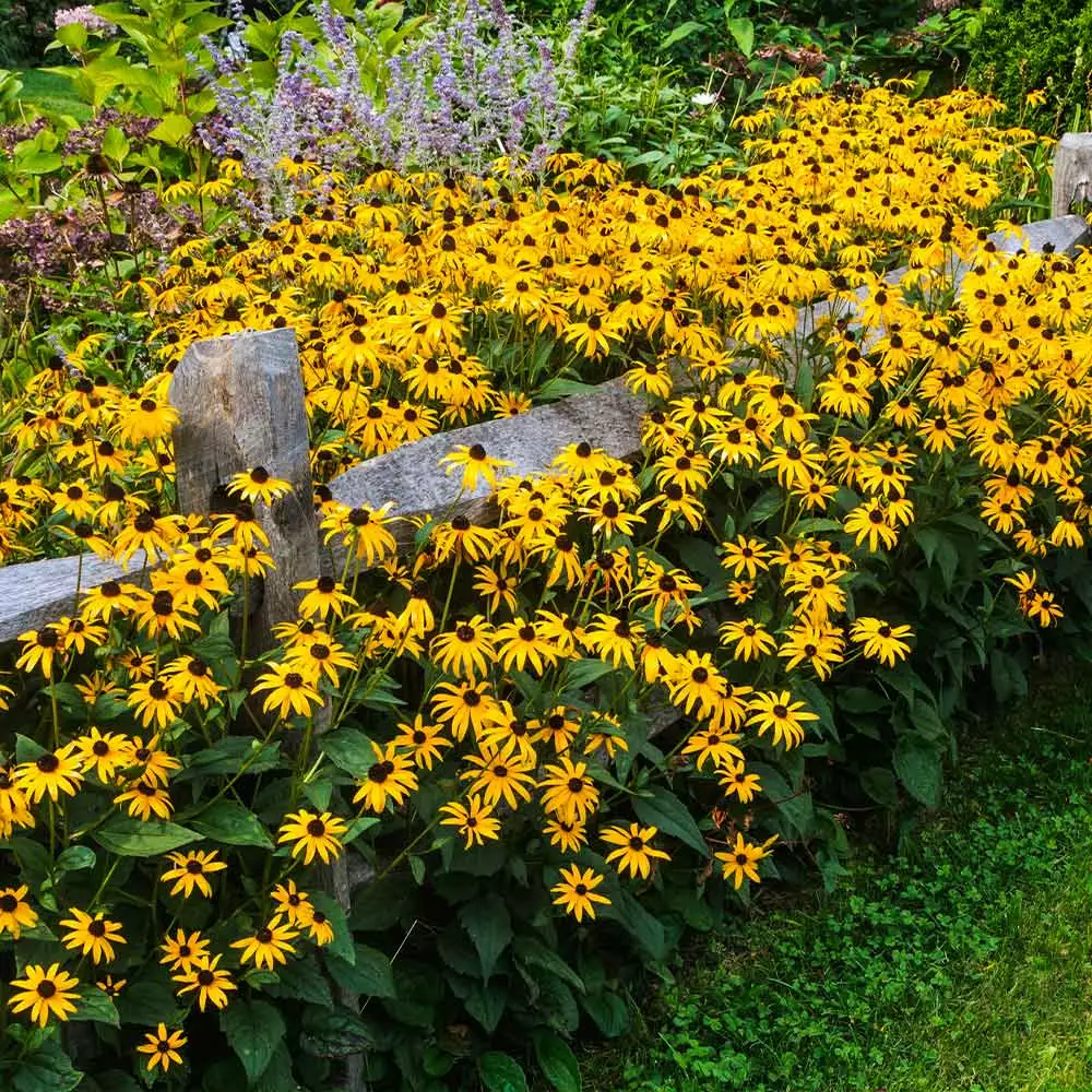 Brighter Blooms Perennials Goldsturm Black-Eyed Susan 4 Brighter Blooms Perennials Goldsturm Black-Eyed Susan
