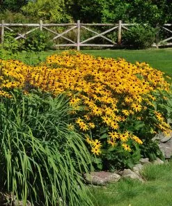 Brighter Blooms Perennials Goldsturm Black-Eyed Susan 6 Brighter Blooms Perennials Goldsturm Black-Eyed Susan