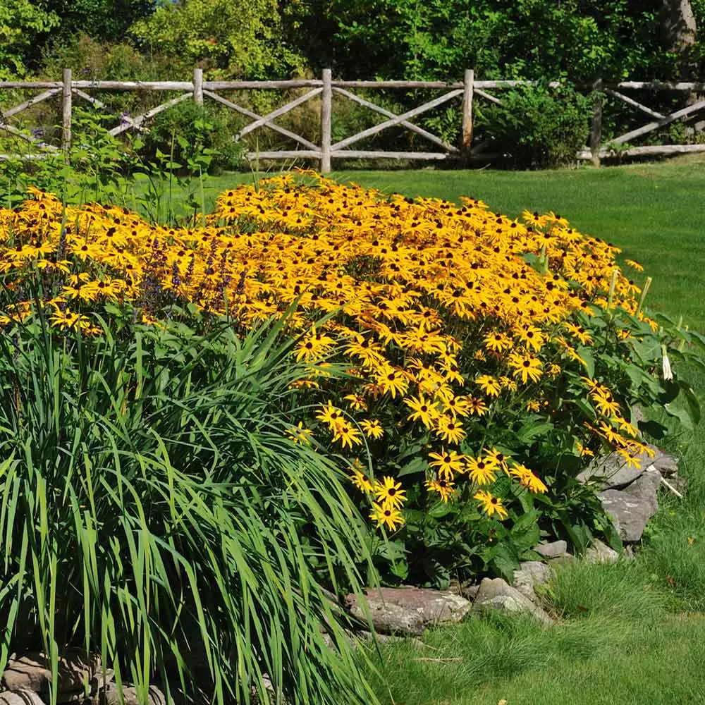 Brighter Blooms Perennials Goldsturm Black-Eyed Susan 3 Brighter Blooms Perennials Goldsturm Black-Eyed Susan