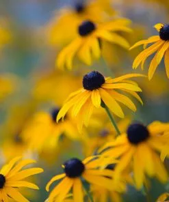 Brighter Blooms Perennials Goldsturm Black-Eyed Susan