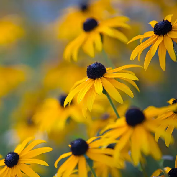 Brighter Blooms Perennials Goldsturm Black-Eyed Susan 1 Brighter Blooms Perennials Goldsturm Black-Eyed Susan