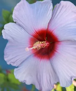 Brighter Blooms Shrubs & Hedges Summer Spice® Hardy Hibiscus Bleu Brulee™ 5 Brighter Blooms Shrubs & Hedges Summer Spice® Hardy Hibiscus Bleu Brulee™