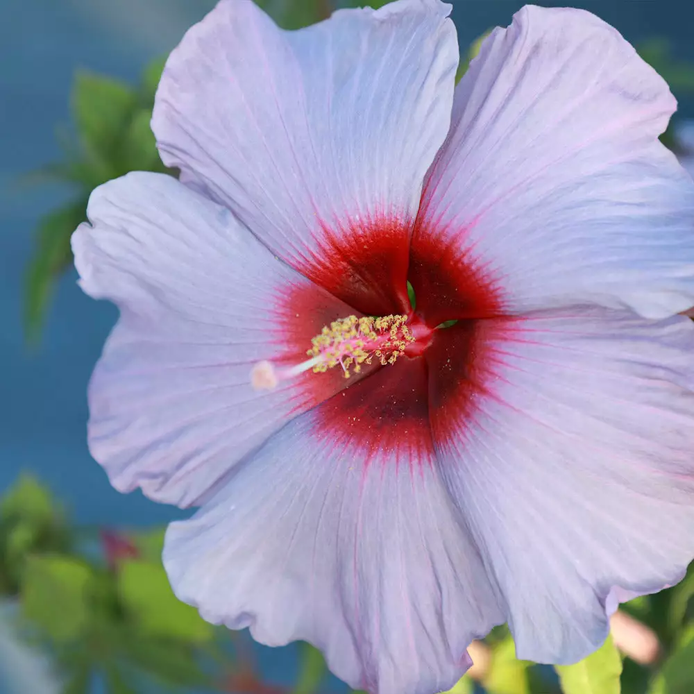 Brighter Blooms Shrubs & Hedges Summer Spice® Hardy Hibiscus Bleu Brulee™ 3 Brighter Blooms Shrubs & Hedges Summer Spice® Hardy Hibiscus Bleu Brulee™