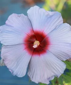 Brighter Blooms Shrubs & Hedges Summer Spice® Hardy Hibiscus Bleu Brulee™