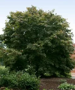 Brighter Blooms Bloodgood Japanese Maple Tree 7 Brighter Blooms Bloodgood Japanese Maple Tree