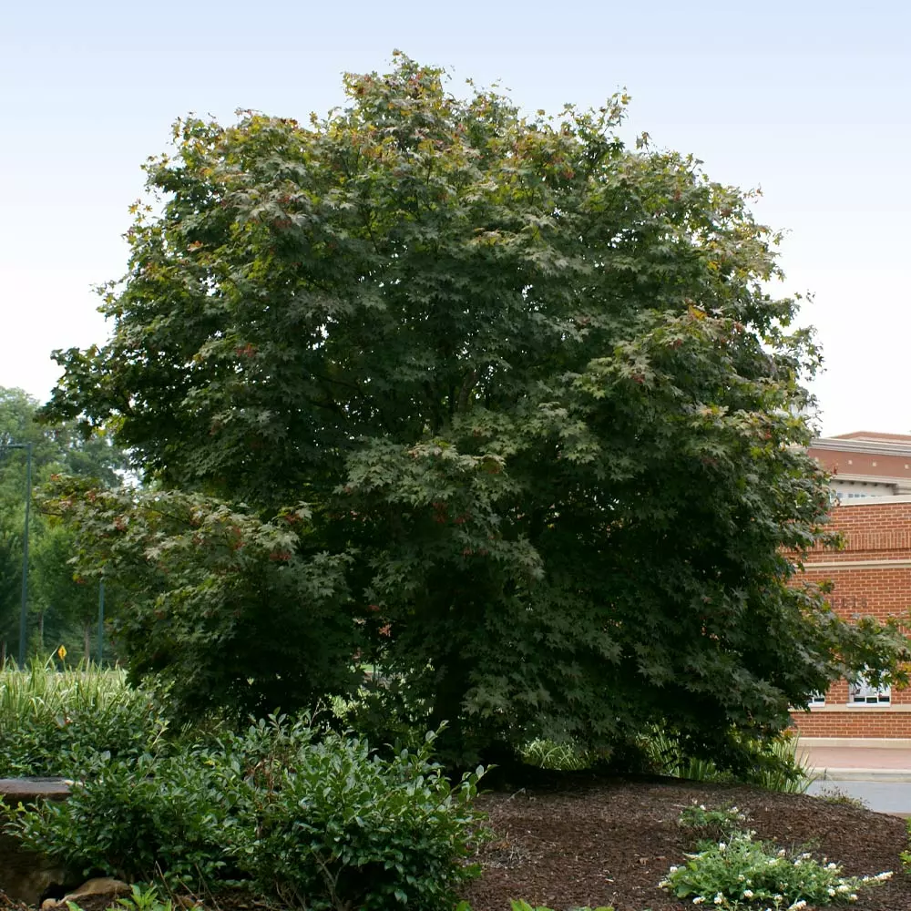 Brighter Blooms Bloodgood Japanese Maple Tree 3 Brighter Blooms Bloodgood Japanese Maple Tree