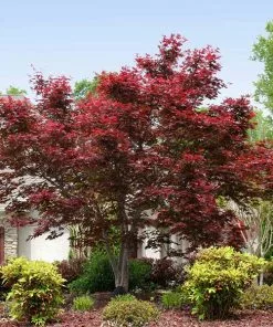 Brighter Blooms Bloodgood Japanese Maple Tree