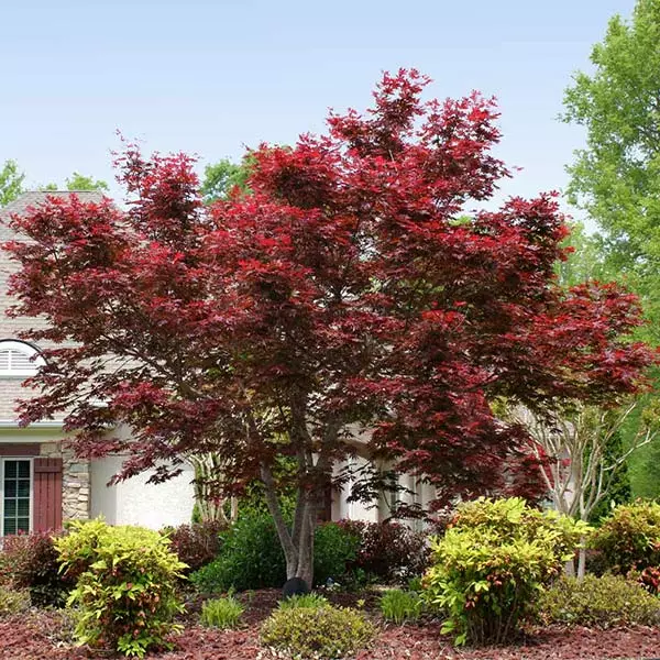 Brighter Blooms Bloodgood Japanese Maple Tree 1 Brighter Blooms Bloodgood Japanese Maple Tree
