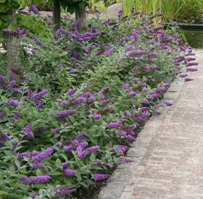 Brighter Blooms Lo And Behold Bluechip Butterfly Bush SHOP ALL 2 Brighter Blooms Lo And Behold Bluechip Butterfly Bush SHOP ALL