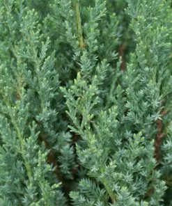 Brighter Blooms Juniper Trees Blue Point Juniper Tree