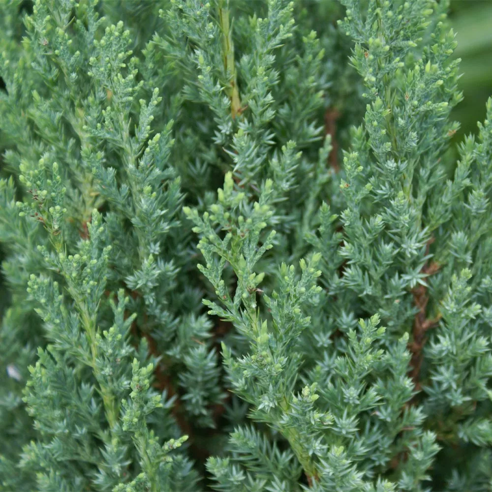 Brighter Blooms Juniper Trees Blue Point Juniper Tree 2 Brighter Blooms Juniper Trees Blue Point Juniper Tree