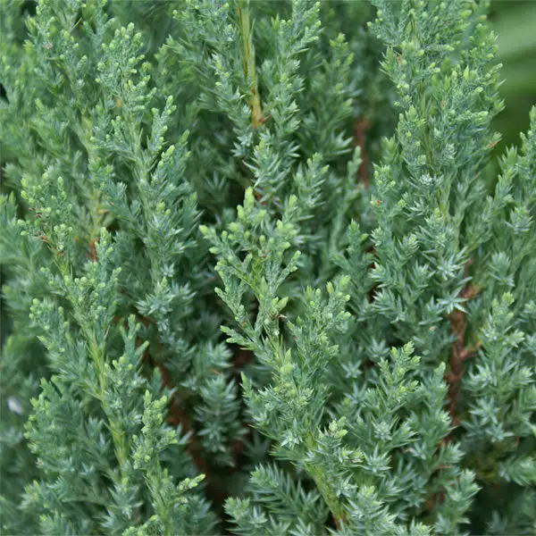 Brighter Blooms Juniper Trees Blue Point Juniper Tree 1 Brighter Blooms Juniper Trees Blue Point Juniper Tree
