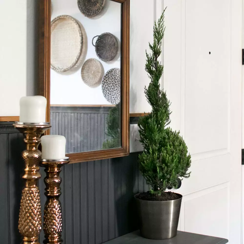 Brighter Blooms Blue Point Spiral Juniper Gift Plant 2 Brighter Blooms Blue Point Spiral Juniper Gift Plant