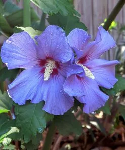 Brighter Blooms Azurri Blue Satin® Rose Of Sharon Althea Tree Flowering Trees 6 Brighter Blooms Azurri Blue Satin® Rose Of Sharon Althea Tree Flowering Trees