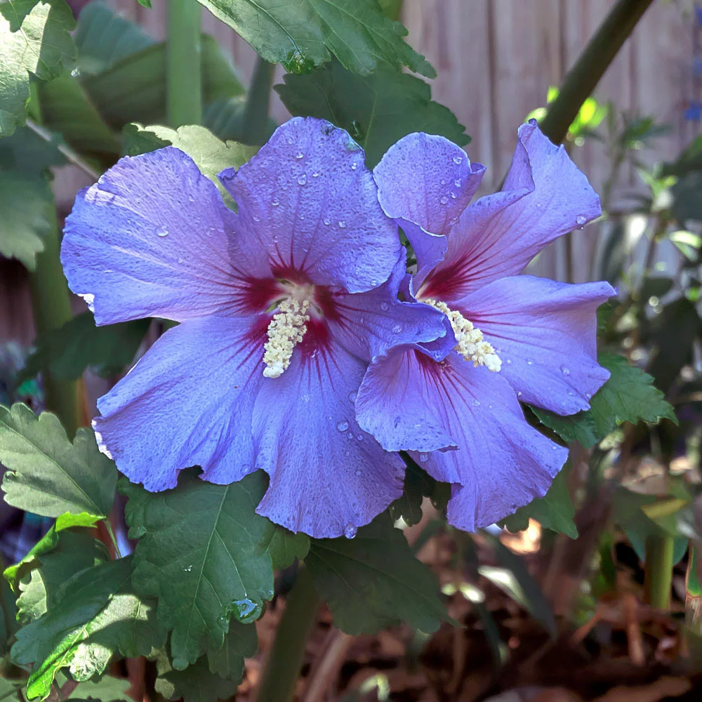 Brighter Blooms Azurri Blue Satin® Rose Of Sharon Althea Tree Flowering Trees 3 Brighter Blooms Azurri Blue Satin® Rose Of Sharon Althea Tree Flowering Trees