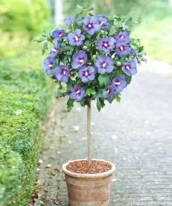 Brighter Blooms Azurri Blue Satin® Rose Of Sharon Althea Tree Flowering Trees