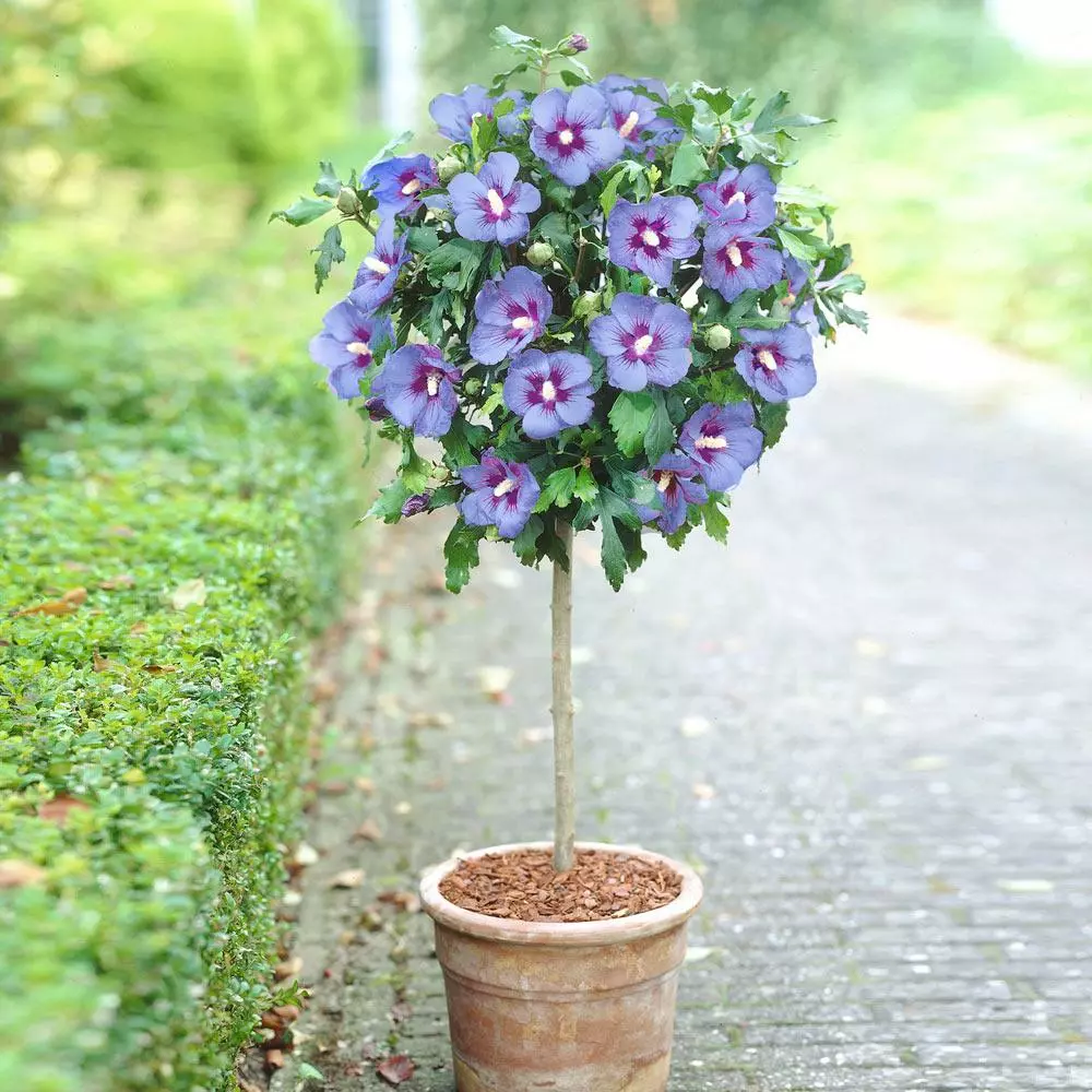 Brighter Blooms Azurri Blue Satin® Rose Of Sharon Althea Tree Flowering Trees 2 Brighter Blooms Azurri Blue Satin® Rose Of Sharon Althea Tree Flowering Trees
