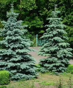 Brighter Blooms Blue Wonder Spruce Tree Evergreen & Privacy