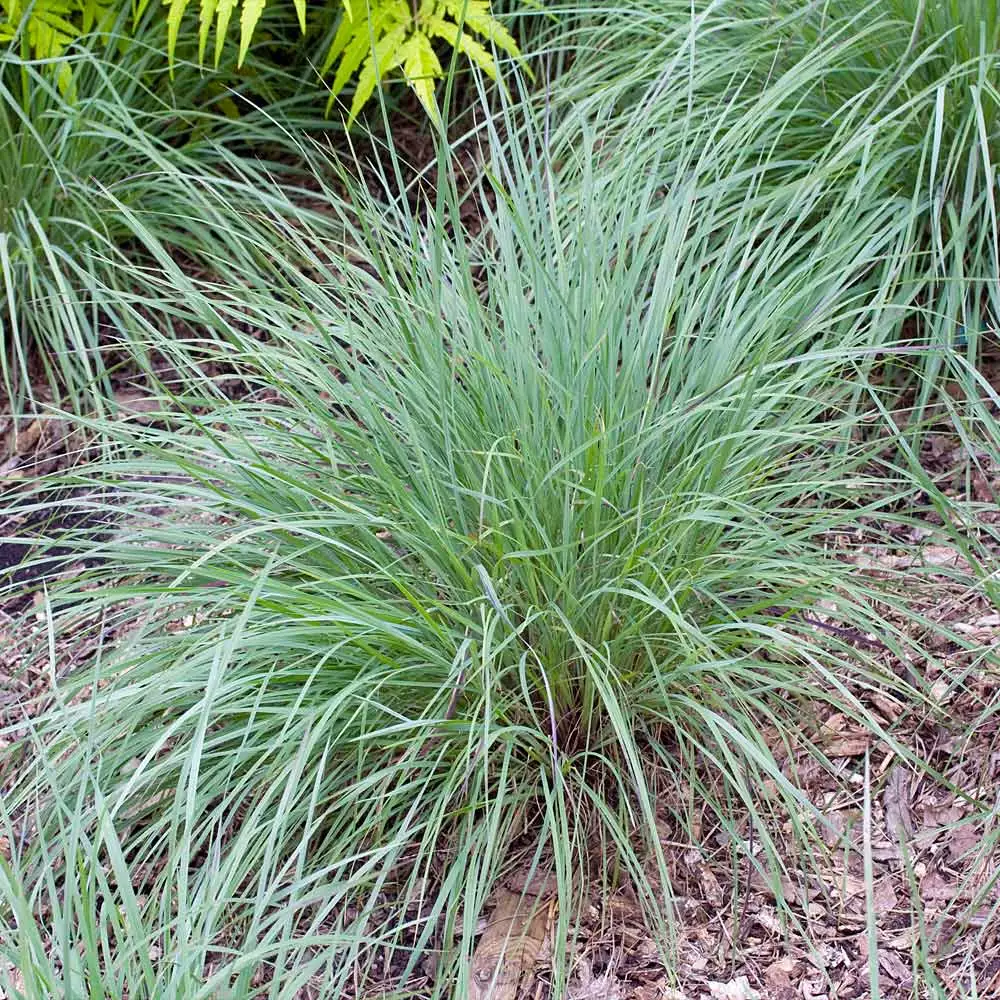 Brighter Blooms Blues Little Bluestem Grass Ornamental Grasses 2 Brighter Blooms Blues Little Bluestem Grass Ornamental Grasses
