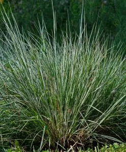 Brighter Blooms Blues Little Bluestem Grass Ornamental Grasses 6 Brighter Blooms Blues Little Bluestem Grass Ornamental Grasses