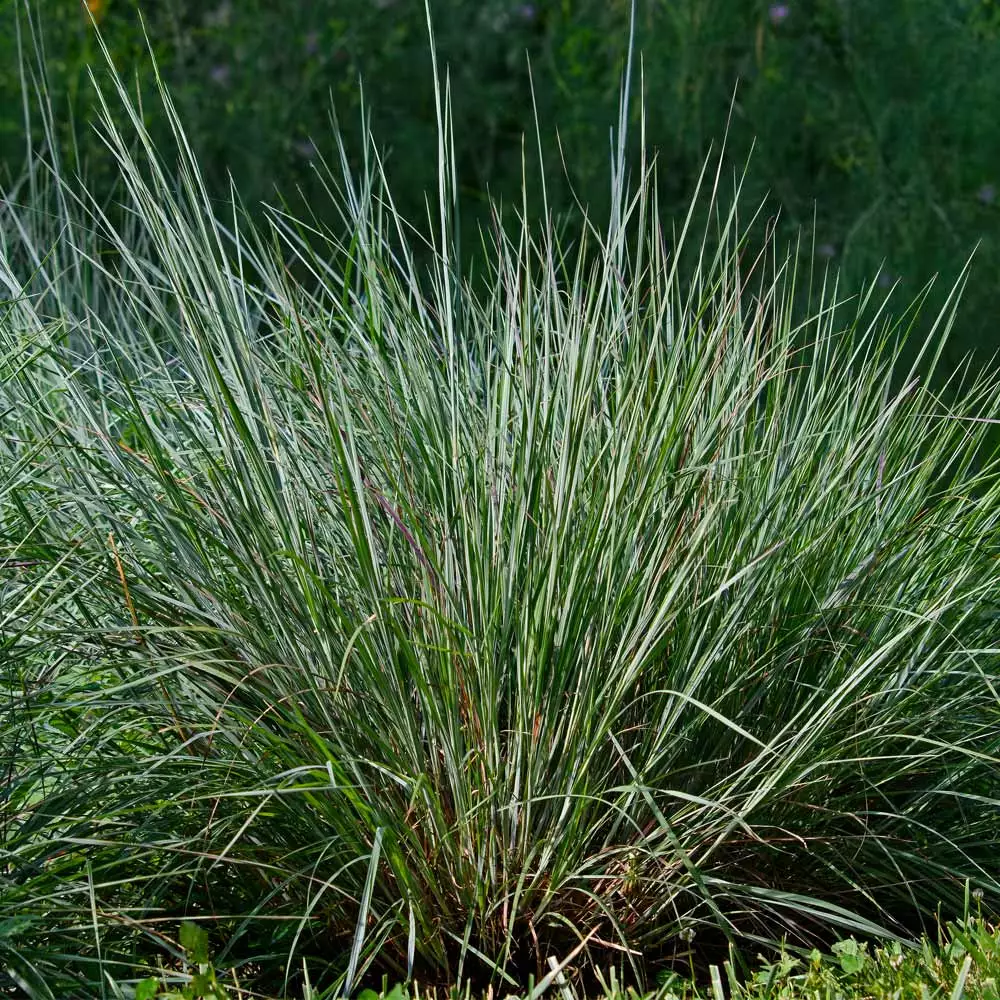 Brighter Blooms Blues Little Bluestem Grass Ornamental Grasses 3 Brighter Blooms Blues Little Bluestem Grass Ornamental Grasses