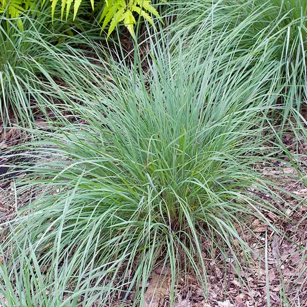 Brighter Blooms Blues Little Bluestem Grass Ornamental Grasses 1 Brighter Blooms Blues Little Bluestem Grass Ornamental Grasses