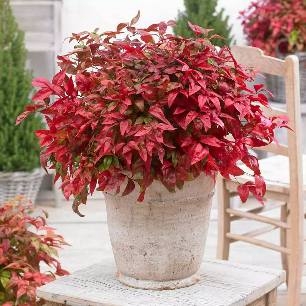 Brighter Blooms Blush Pink™ Nandina Shrub 2 Brighter Blooms Blush Pink™ Nandina Shrub