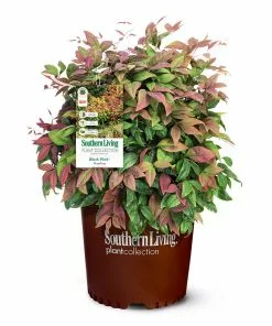 Brighter Blooms Blush Pink™ Nandina Shrub 11 Brighter Blooms Blush Pink™ Nandina Shrub